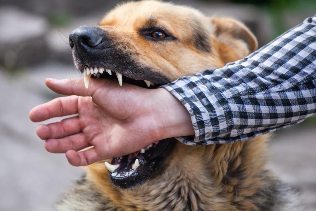 Dog Bite Settlement