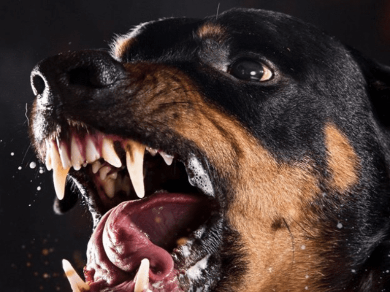 dog bite